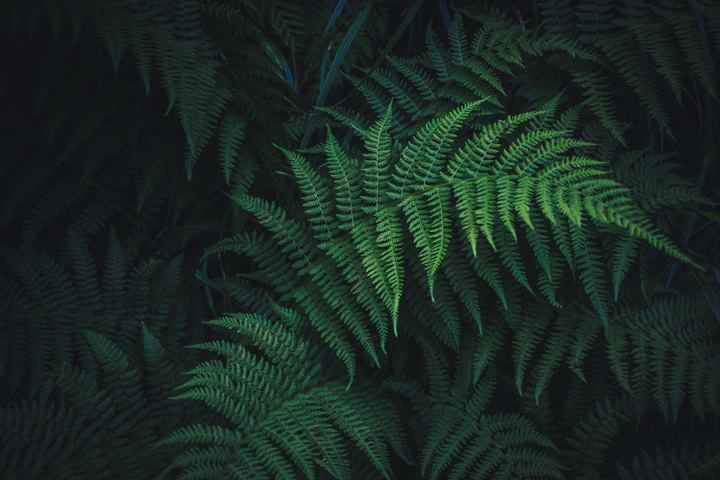 Coorg & Dubare, Kodagu, Karnataka